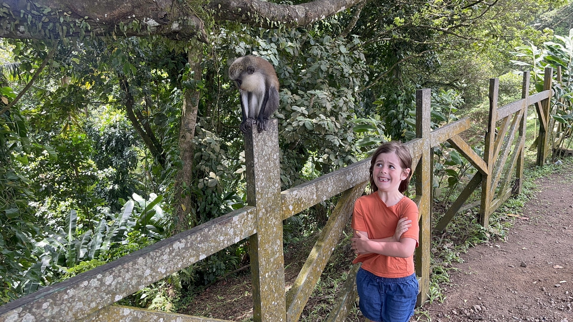 Monkeys in Grenada travel moment 2